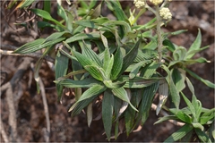 Gnaphalium luteoalbum